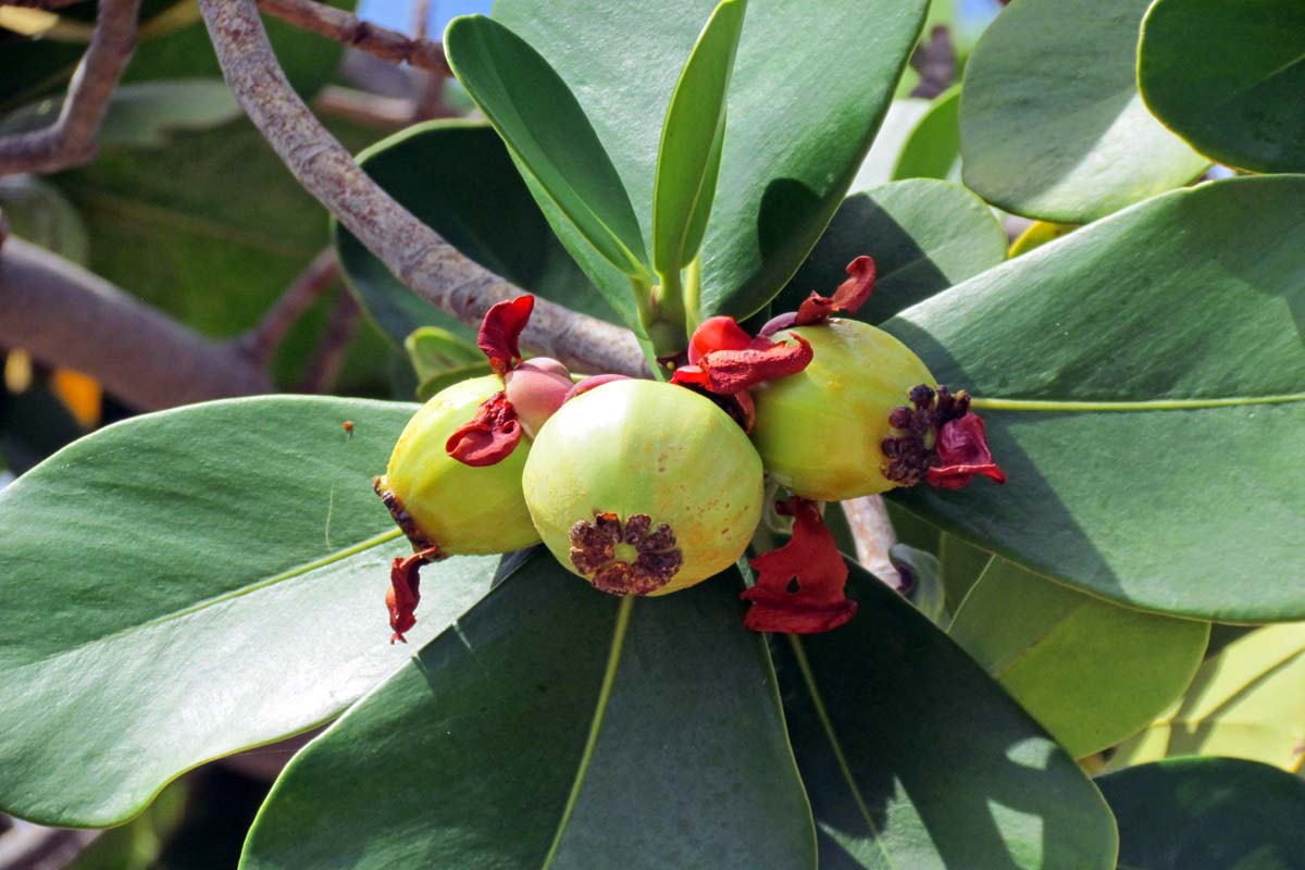 The Agatelady Adventures and Events Hawaii Trip Post 2