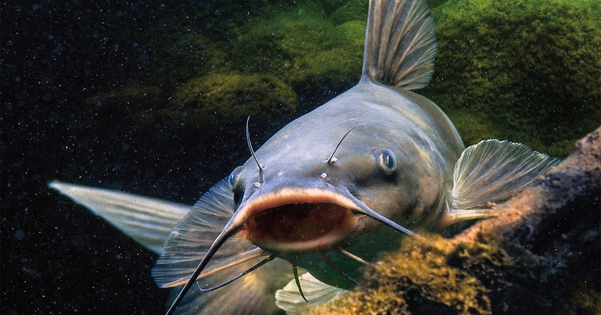 Pez gato (Ictalurus melas)