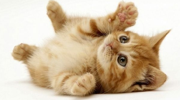 Home Remedies For Worms In Cats Home Remedies For Worms In Cats
