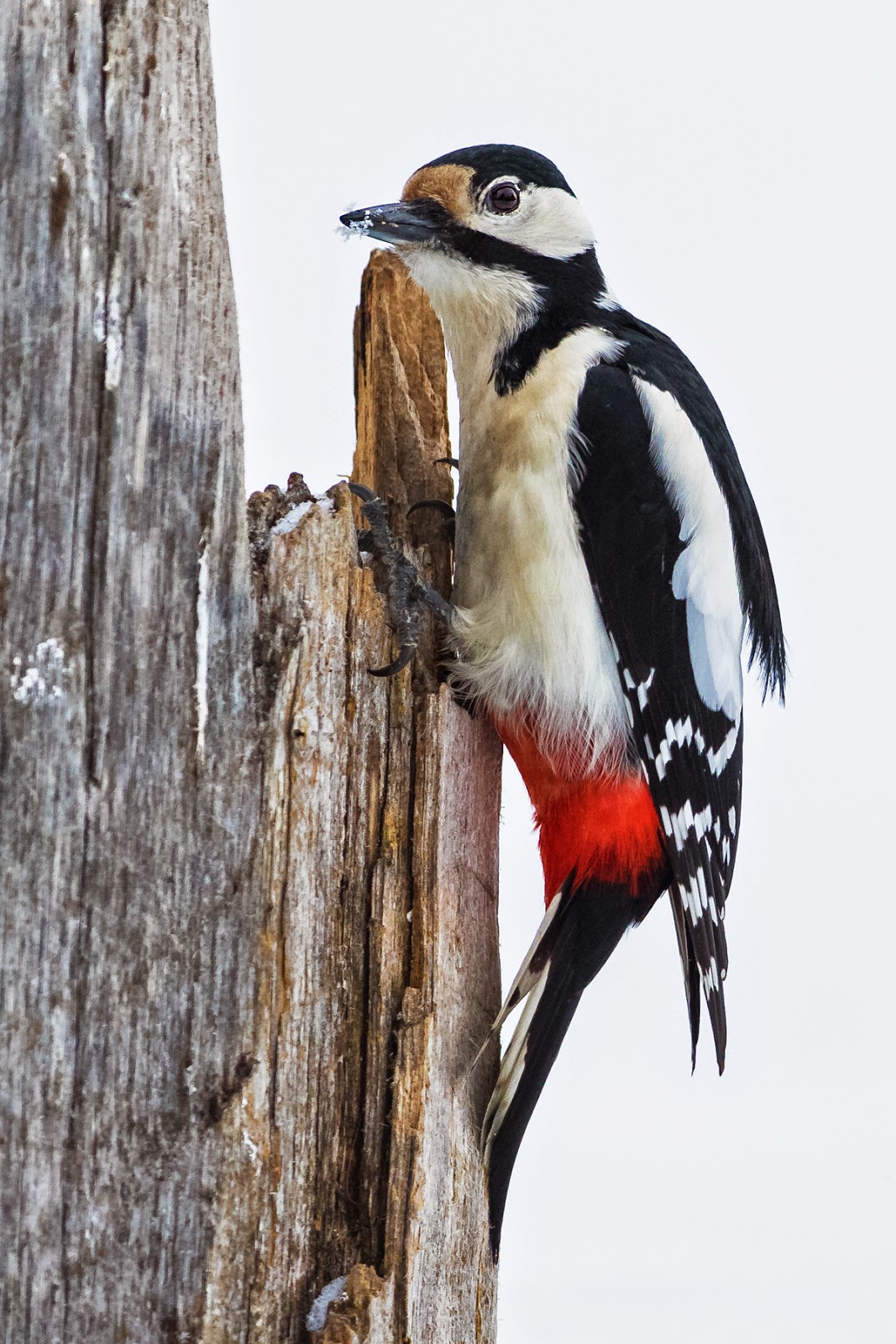 PETER'S PORTFOLIO..............Bird & Wildlife Photography: Great