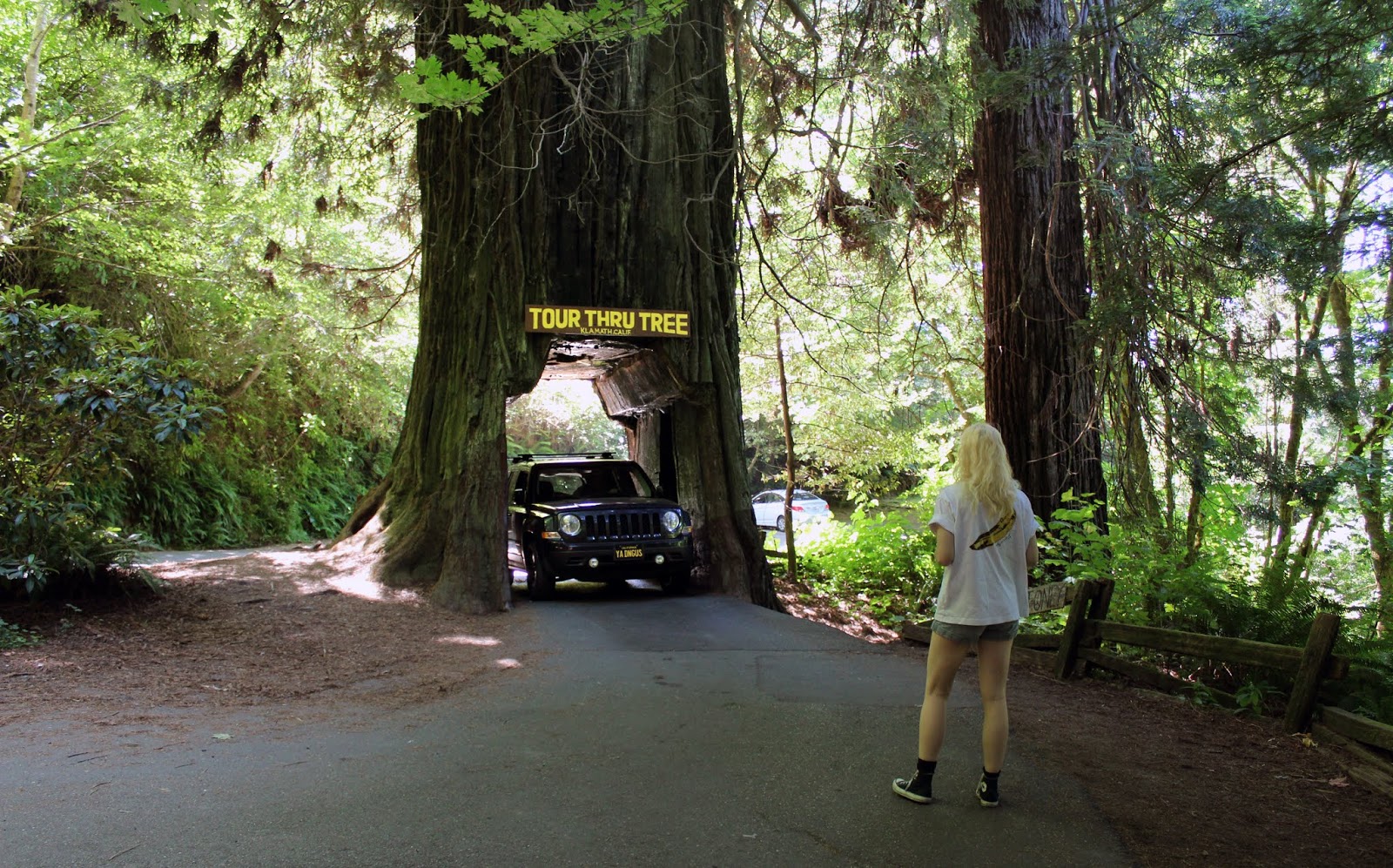 transpress nz drivethrough Redwood tree, northern California