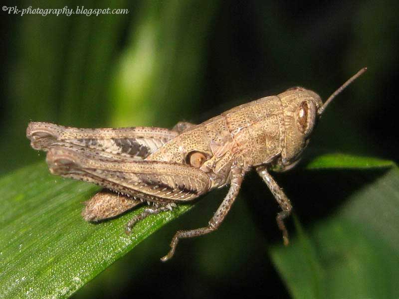 Baby Nature, Cultural, and Travel Photography Blog