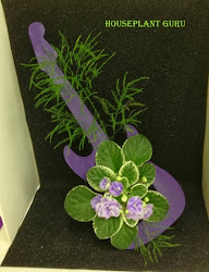 african arrangements flower violets violet arrangement catching beatle mania theme judged going