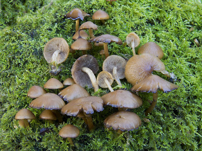 Psathyrella laevissima