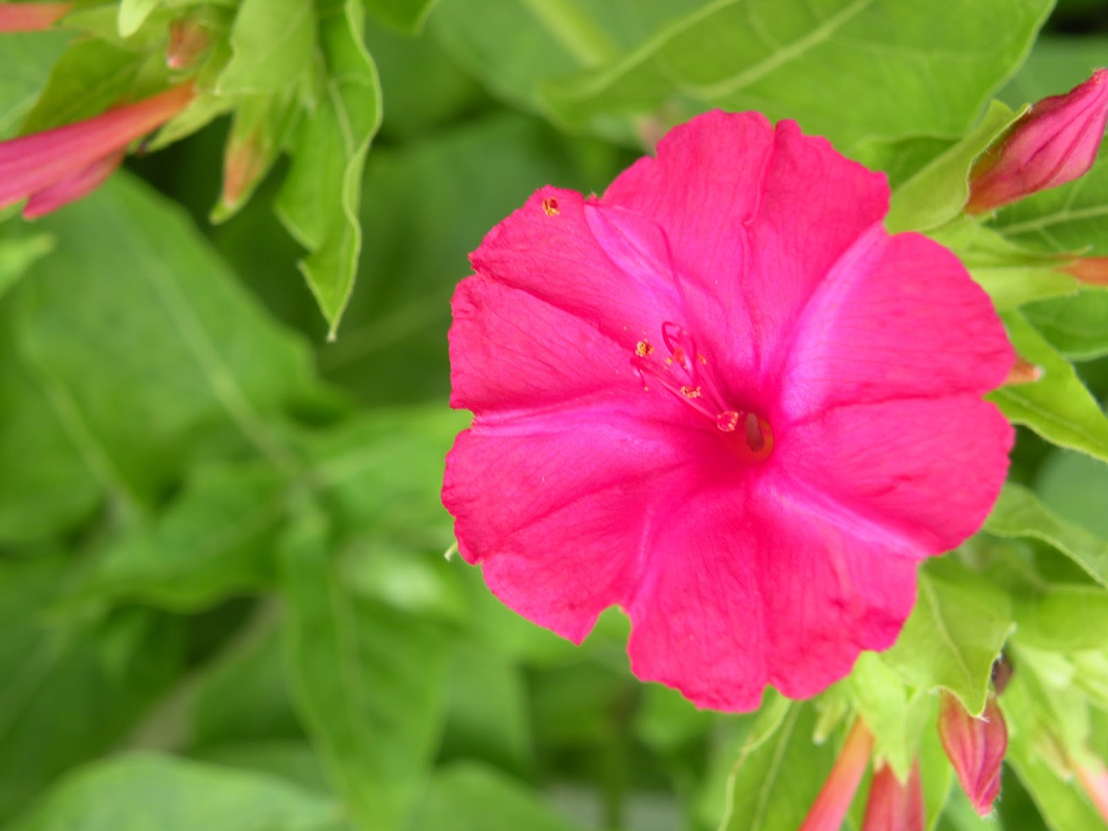 Let Your Light Shine Four O'Clocks