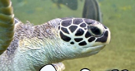 Ocean Animals and a large freebie! | Little Priorities