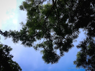 Natural Branches And Wild Tree Leaves And The Sky At Banjar Tegeha Village, North Bali, Indonesia