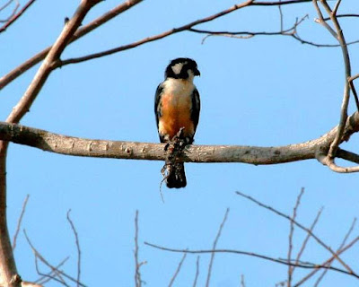 Black thighed Falconet