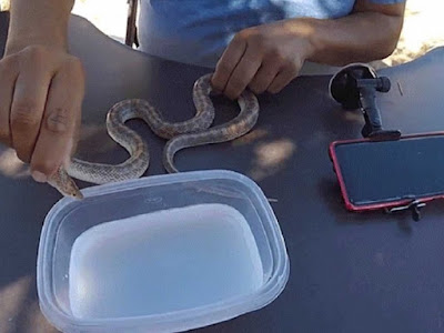 ¡Indignante! Youtuber congela serpiente con nitrógeno líquido