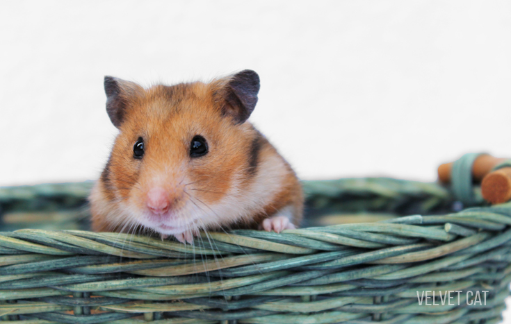 doña bigotes hamster comun noah