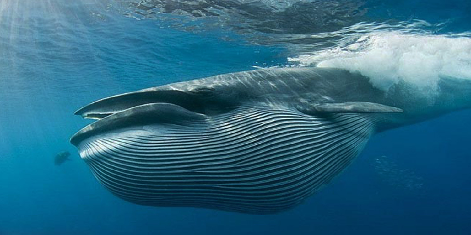 japan it s a wonderful rife baleen whale sub species found to