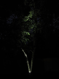 LED lighting uplighting a tree landscaping shrubbery Toronto
