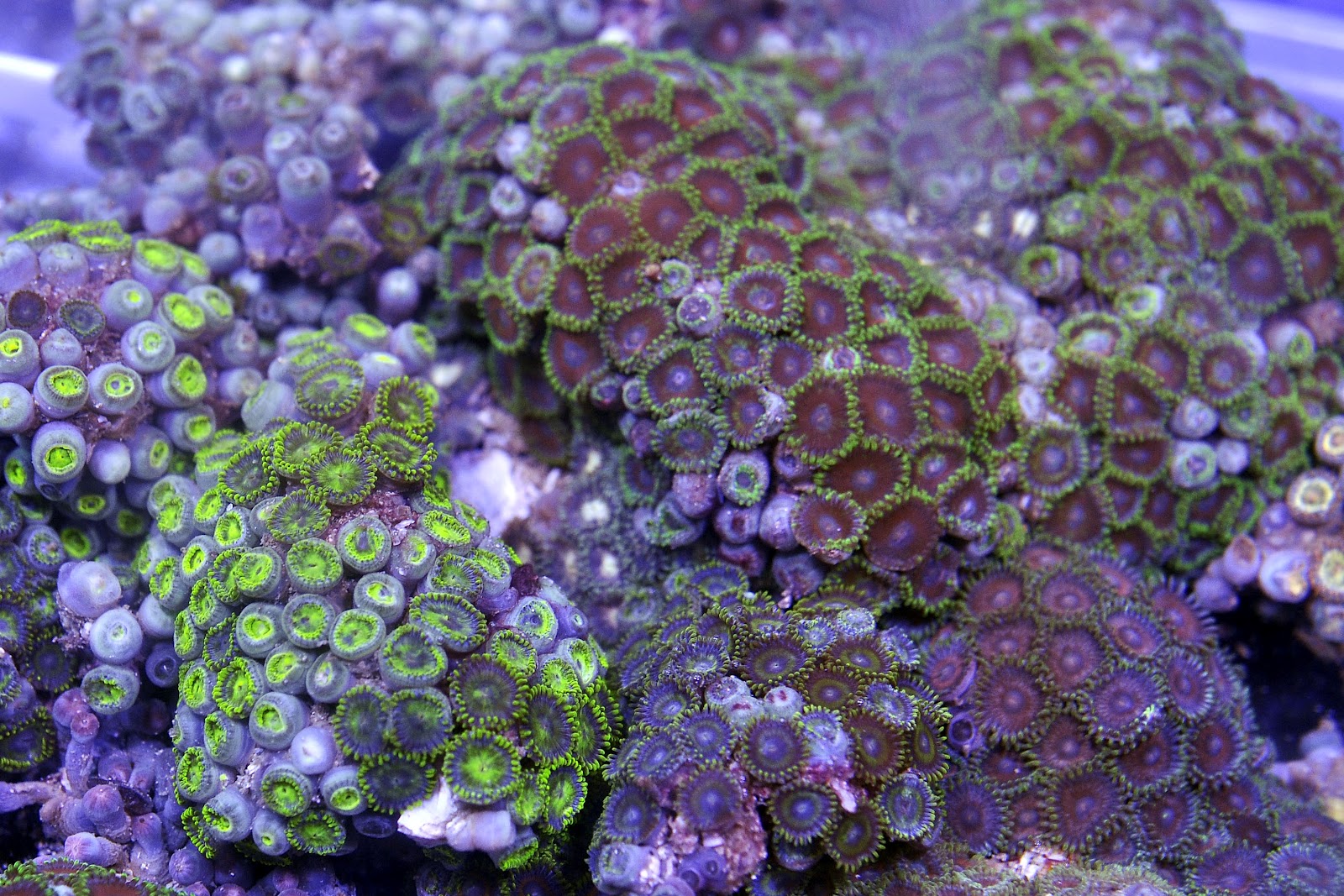 Oceanic Corals Deep Water Zoanthids Arrived!! Finally!!