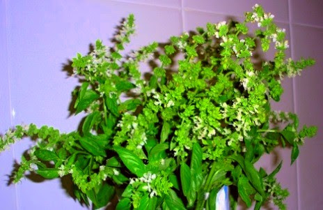 albahaca en baño