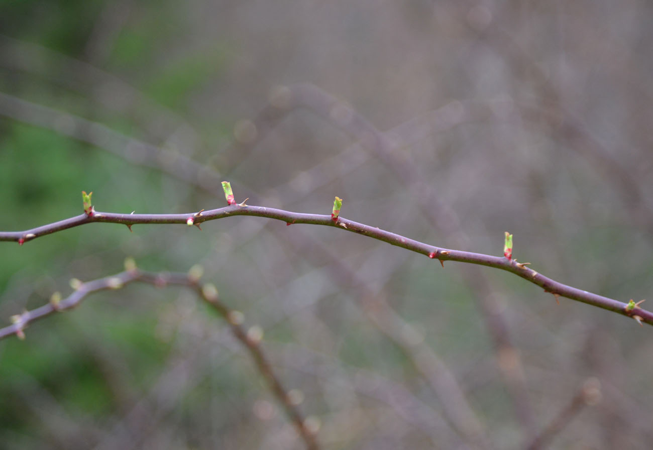 Woods Walks and Wildlife: Meeting a Mink, and Various Spring Sights