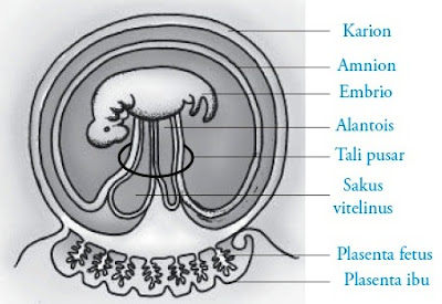 Membran ekstraembrionik