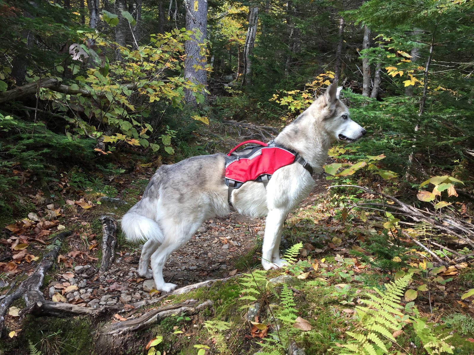 ruffwear webmaster pro harness