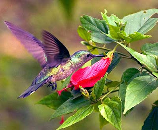 The Quest for Joy--1 Glory be to God for Winged Things The Quest for Joy--1 Glory be to God for Winged Things