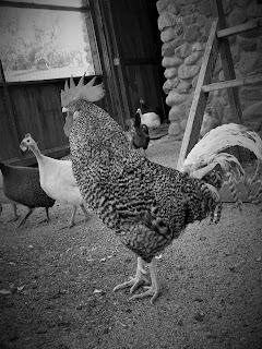 rooster black and white