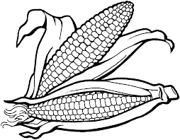 Corn coloring pages 2