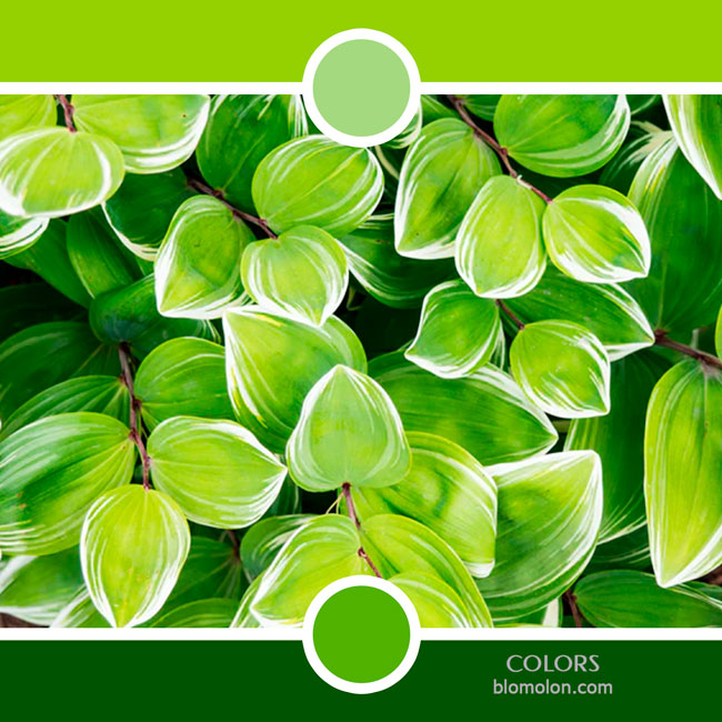 variedad en color color 80 variedad_en_color_color_80