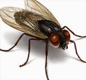Tips Cara efektif dan Ampuh mengusir lalat dirumah secara tradisional 