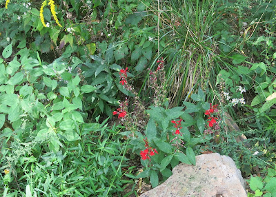Red cardinal flowers, Lobelia cardinalis