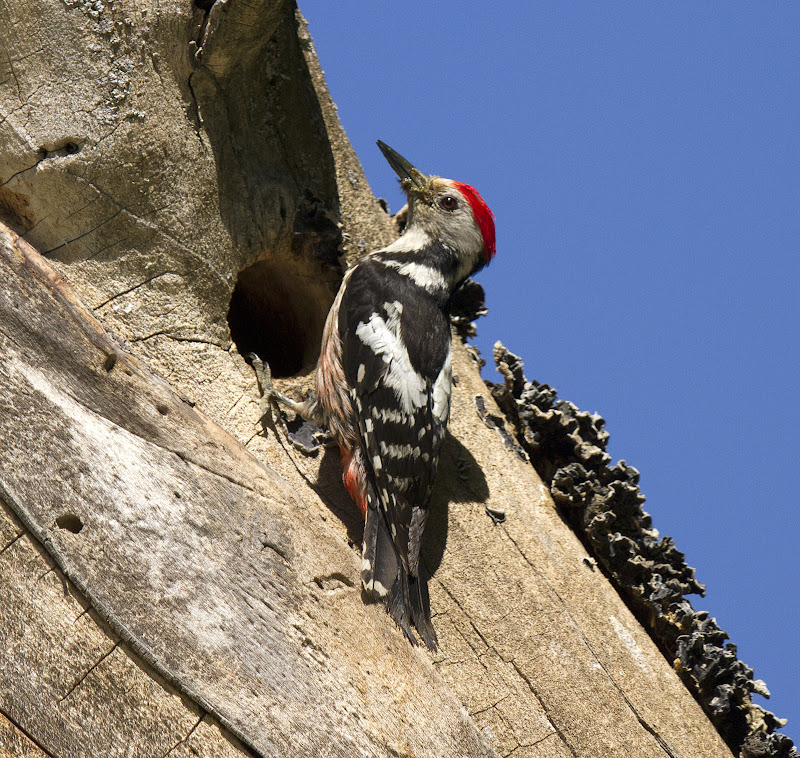 Middle Spotted Woodpecker in pair