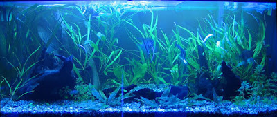 AZUL DE METILENO AZUL DE METILENO