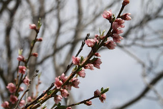 Peach blossoms Peach blossoms