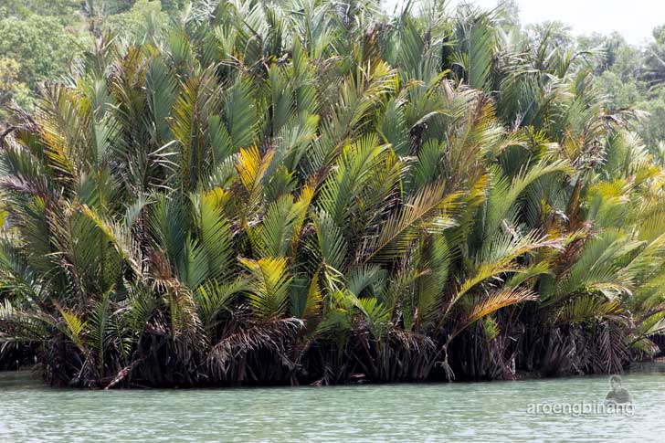 pantai suwuk kebumen