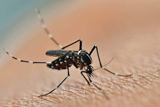Nama Obat Chikungunya Di Apotik Nama Obat Chikungunya Di Apotik