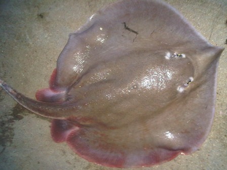 Manfaat Dan Khasiat Ikan Pari Bagi Kesehatan