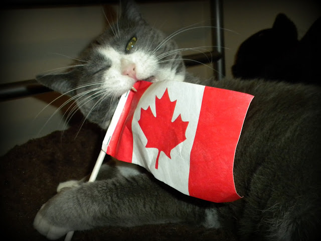 Go Canada Go...? by Little Cat Photography from flickr (CC-NC-ND)