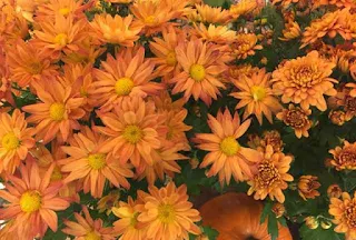 Halloween orange flowers.