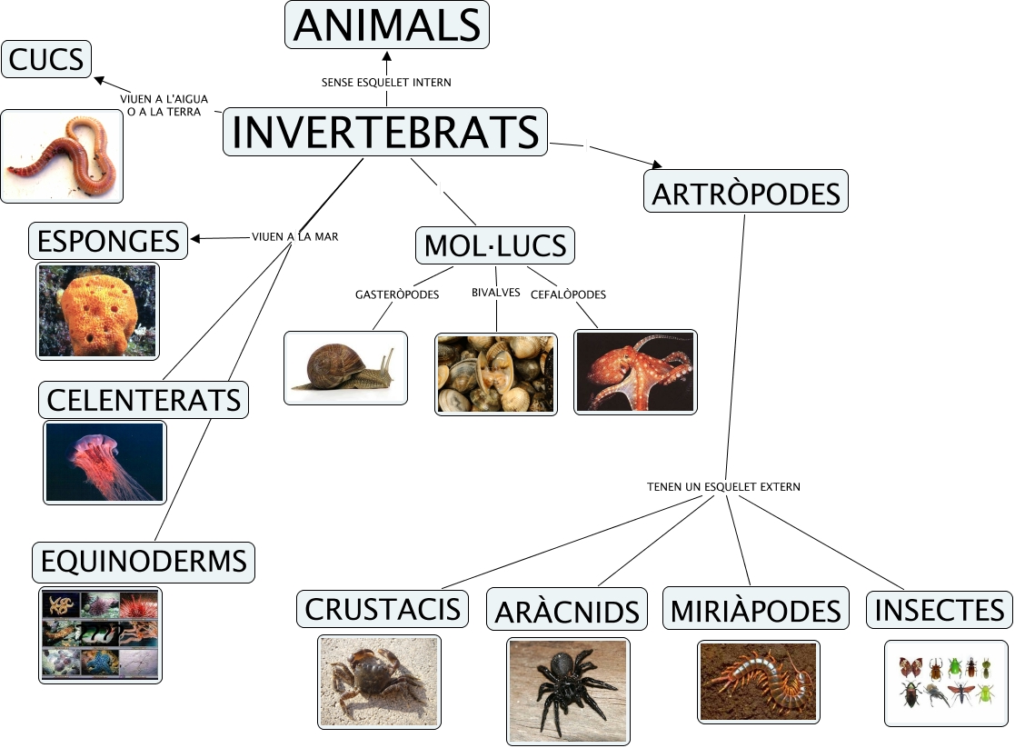 animals invertebrats animals invertebrats