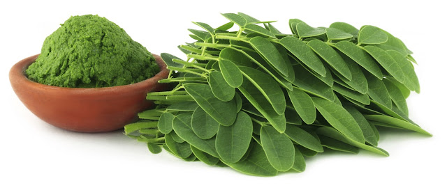 Manfaat Daun Kelor untuk Kesehatan