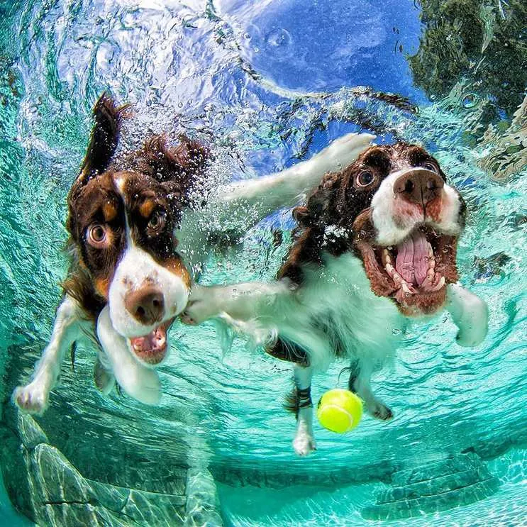 Dogs under water
