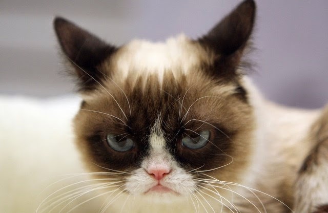 Grumpy Cat, el gato más rico del mundo.