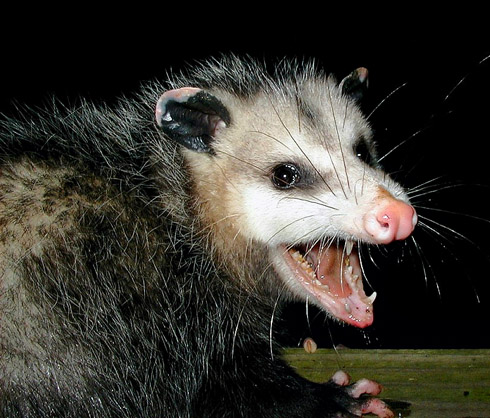 large stuffed possum
