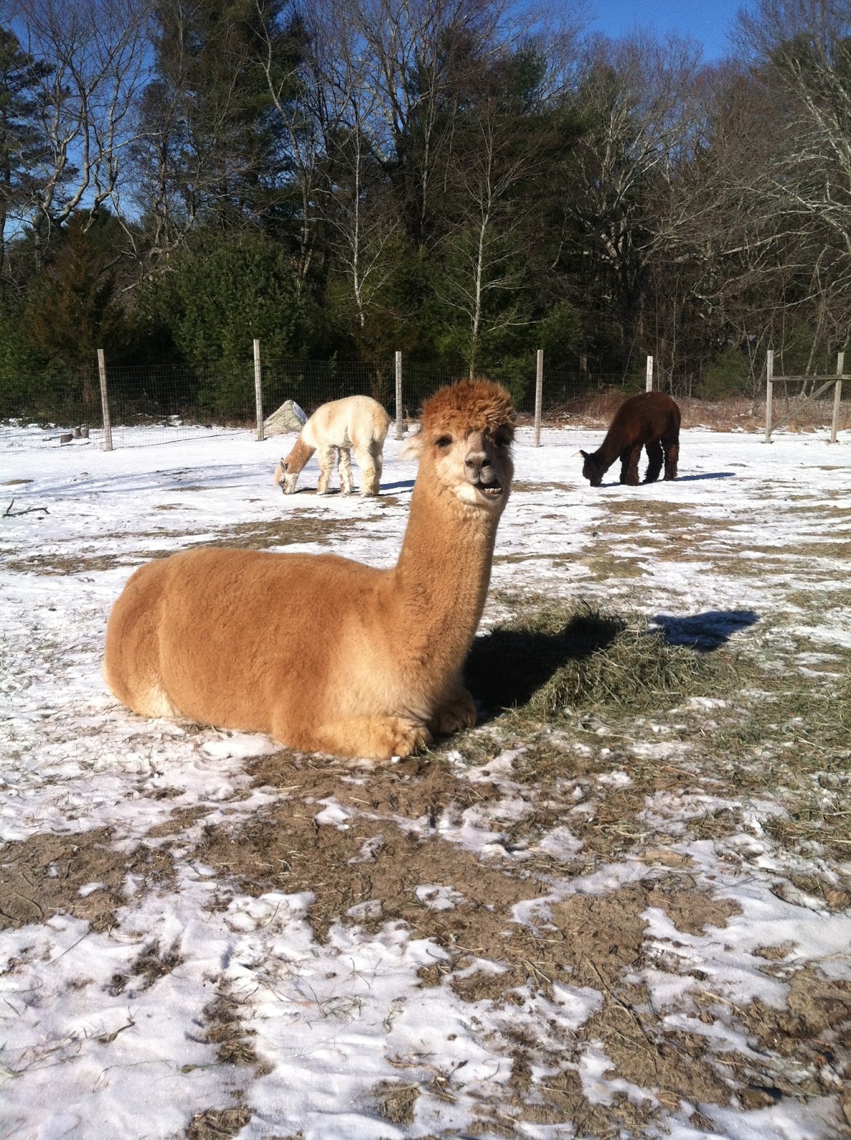 Lavender Hill Farm Alpacas A Recap of Time That Flew By