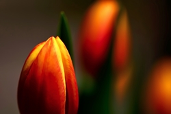 Tulpenknospe... Tulpenknospe...