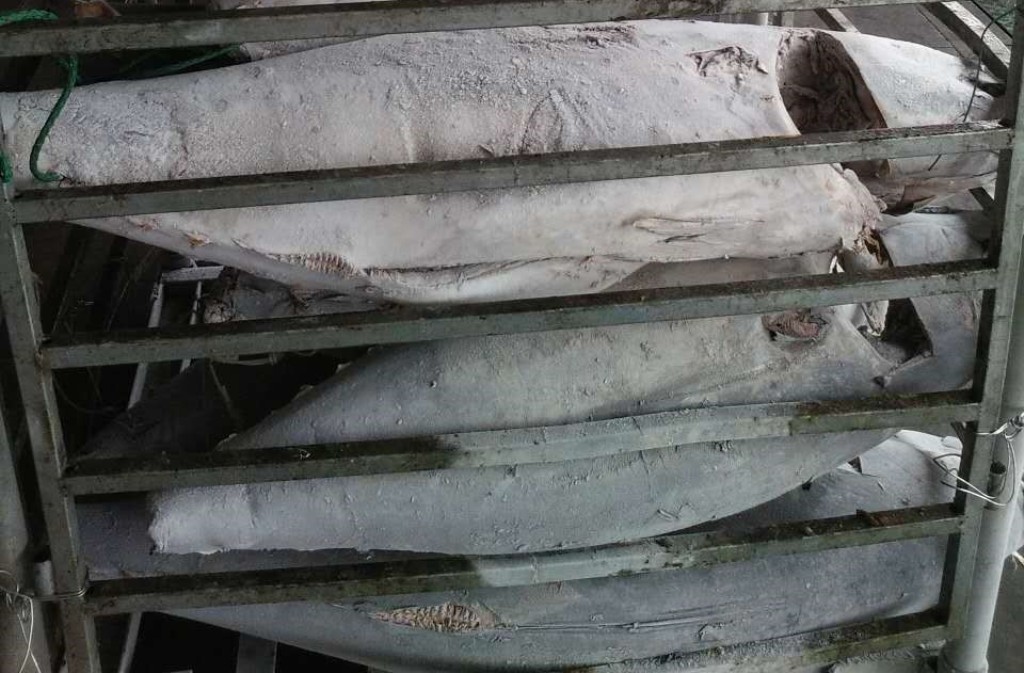 Selling Yellowfin Tuna GG Product in Fishwife Store Yellowfin Tuna Factory, Indonesia Tuna