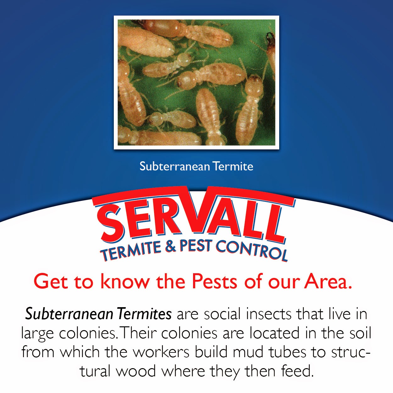 Servall Pest Control Termite Pest Control