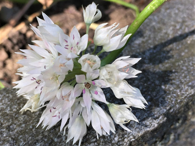 Allium Graceful Beauty in Blüte - weisse Blüten