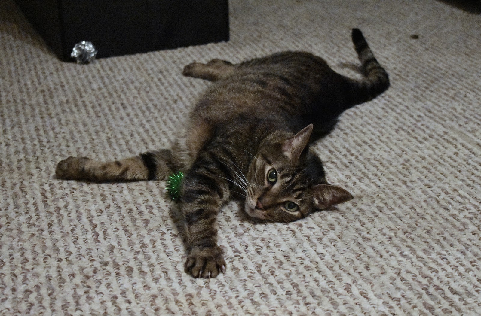 Do cats need human interaction or are they completely fine on their own