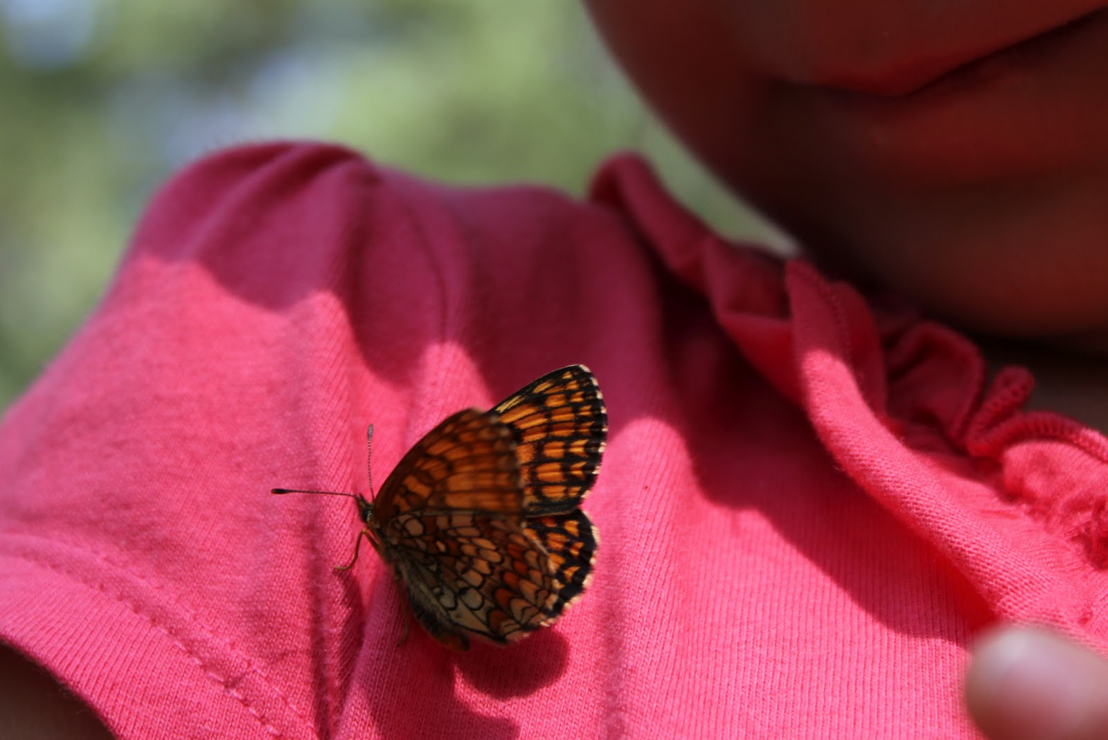A Tapestry of Trifles Butterfly, flutterby!