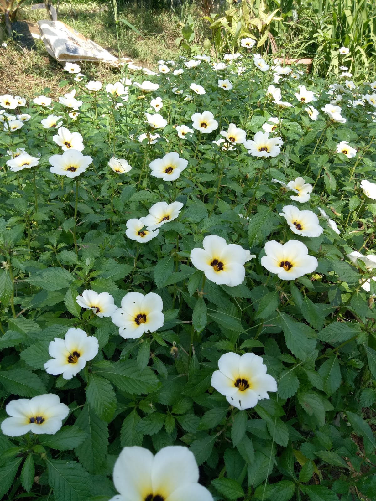 Tanaman Mata Kucing Sinox Nursery