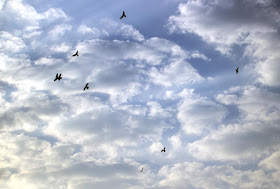 blue sky, skywatch, bandra east, clouds, birds, mumbai, afternoon, winter, india, 