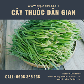 cây hẹ giảm đường huyết chữa bệnh